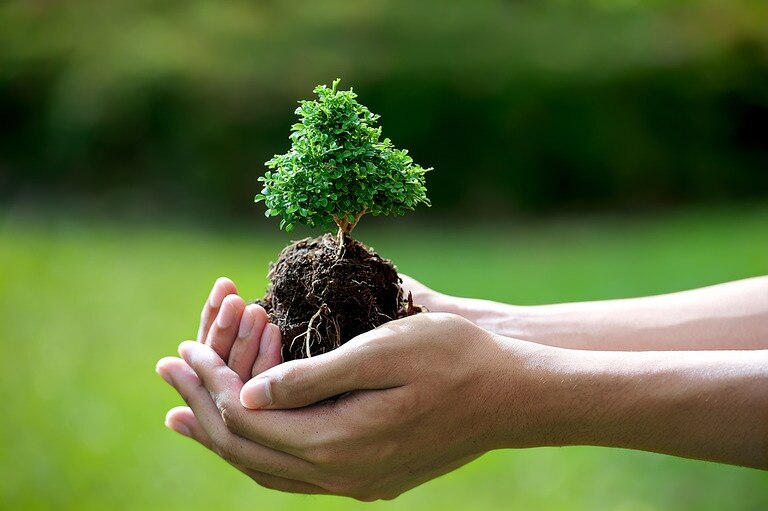 How we plant trees Treelia